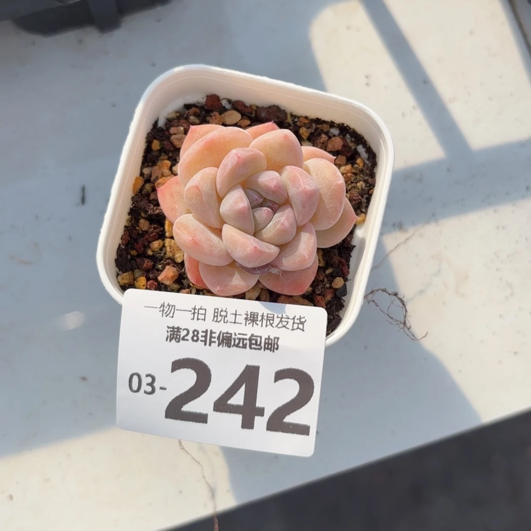 刚毅单头多肉多肉多肉多肉