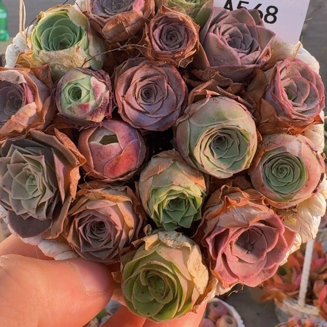A568 六角花篮玫瑰组合
