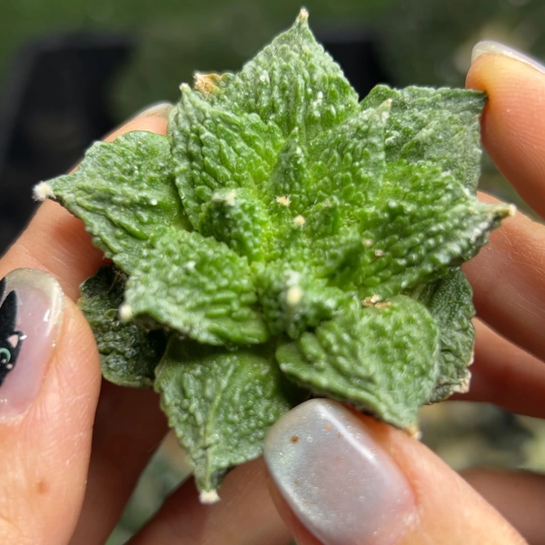 66  有根 仙人球的世界