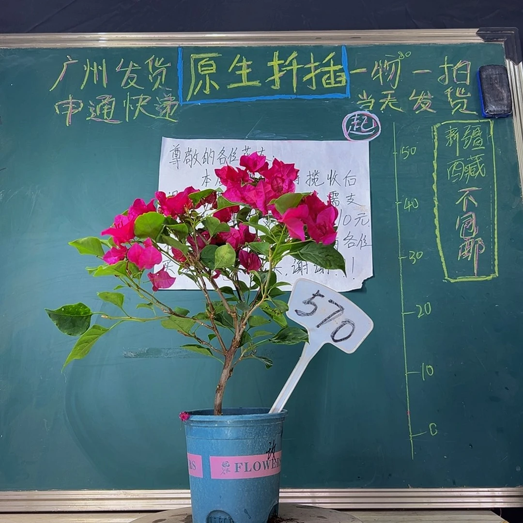 当前无花栽培后可以开花 玫瑰红  570