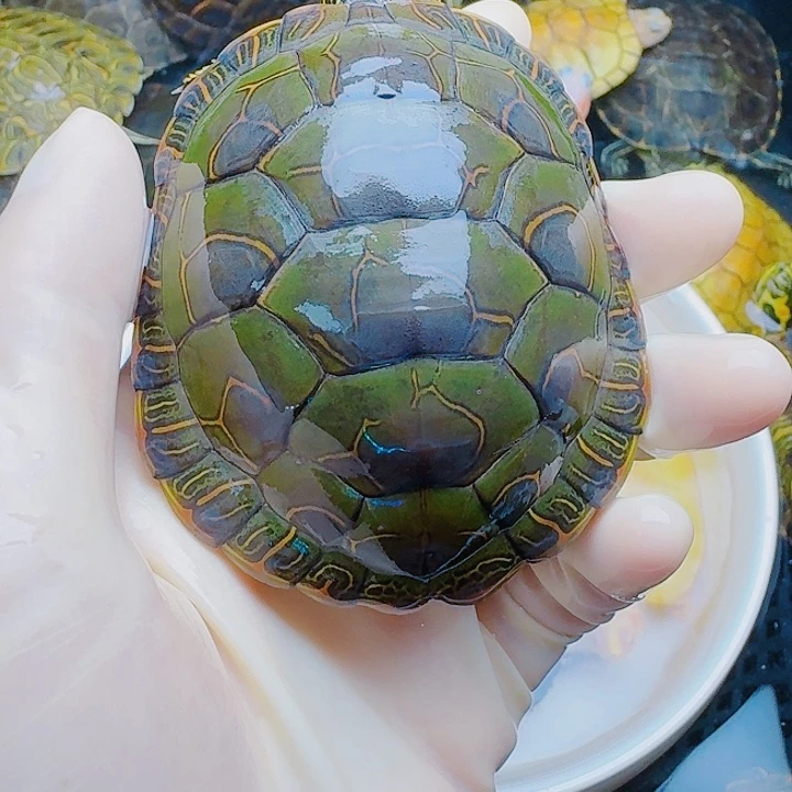 宇***广绿毛龟母22222222222