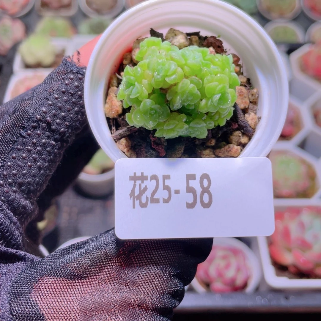 花利美25-58麦秆群