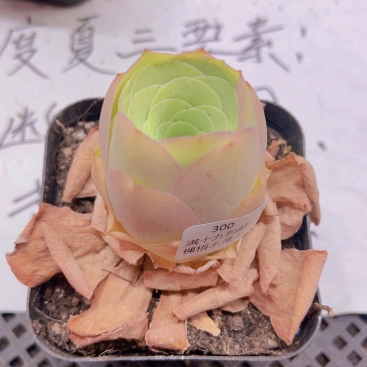 300 裸根不带土发货不包损一颗