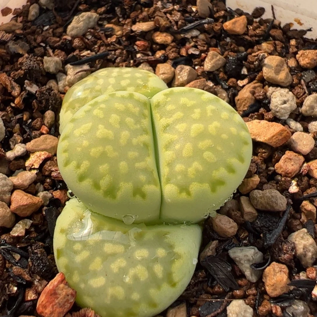 041多肉植物百科