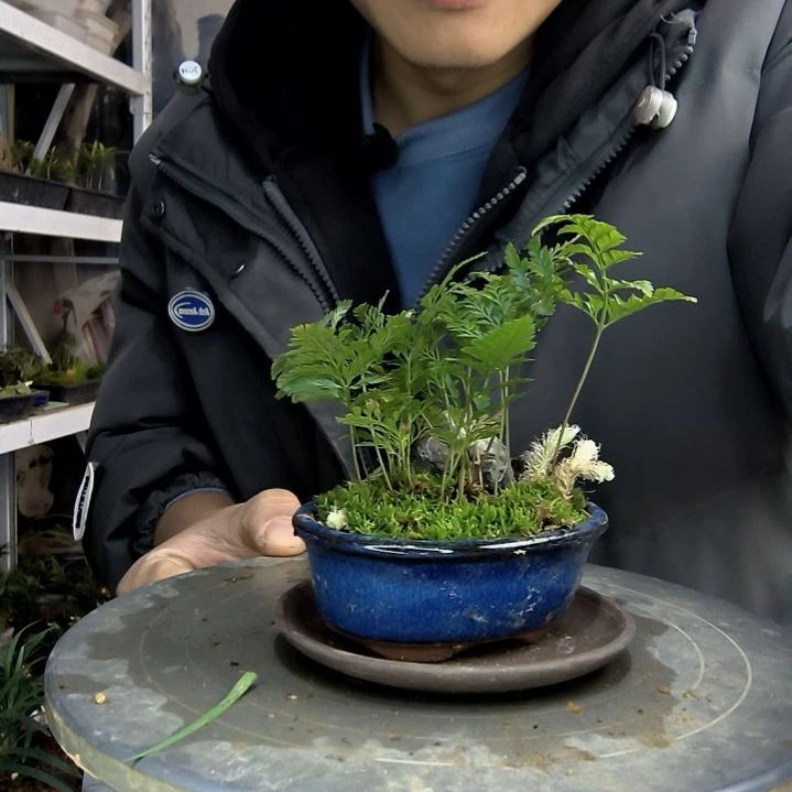 ?**?小盆景小植物一物一拍107