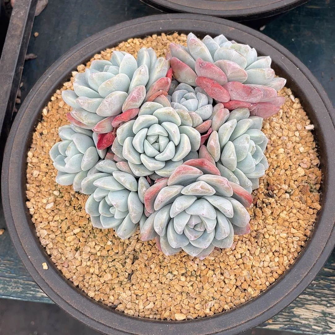 冰玉群生多肉植物一物一拍