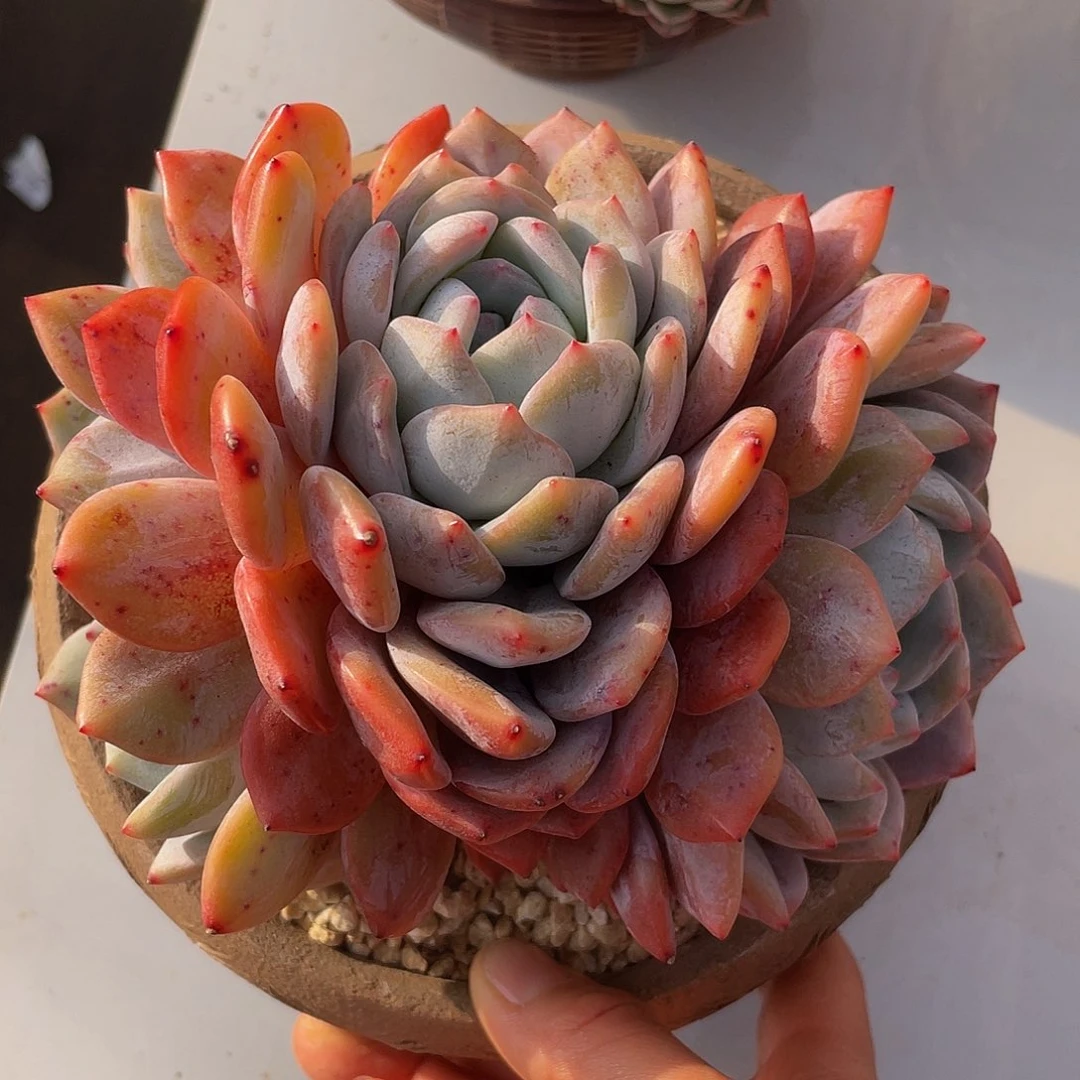 橙子多肉多肉多肉