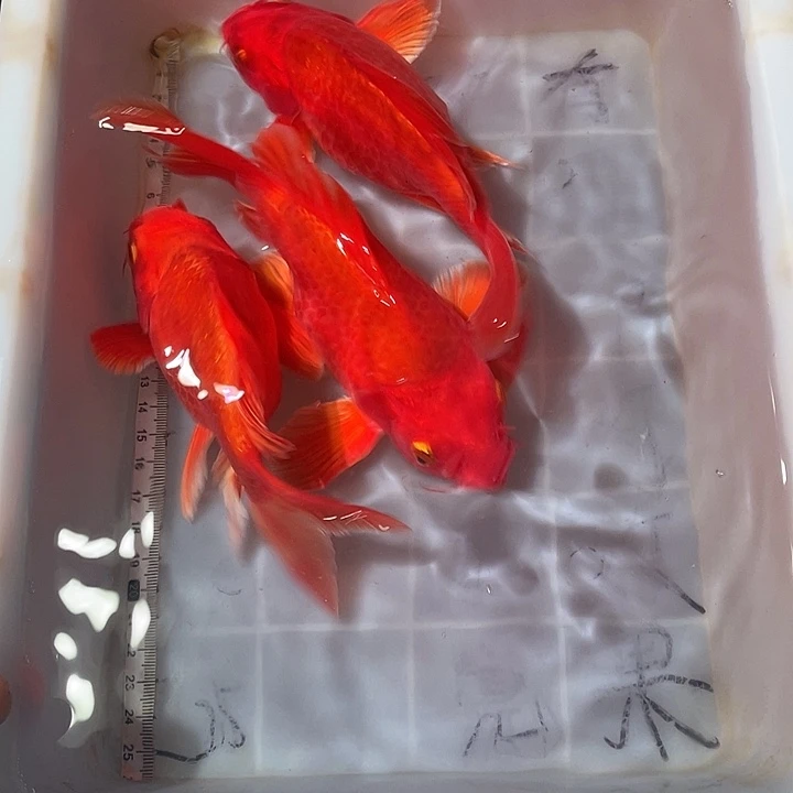 蝴蝶鲤鱼渔场直发84