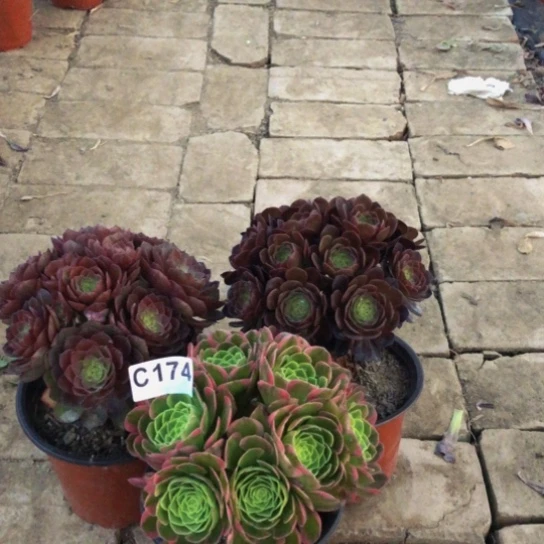 无花朵茴**廽法师多肉植物174