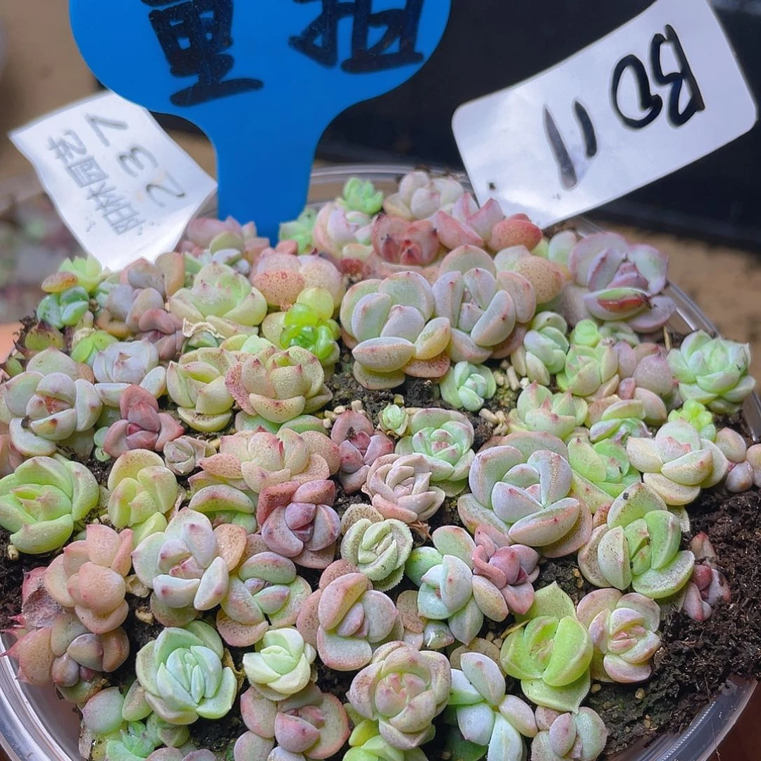 量拍多肉植物多肉植物237