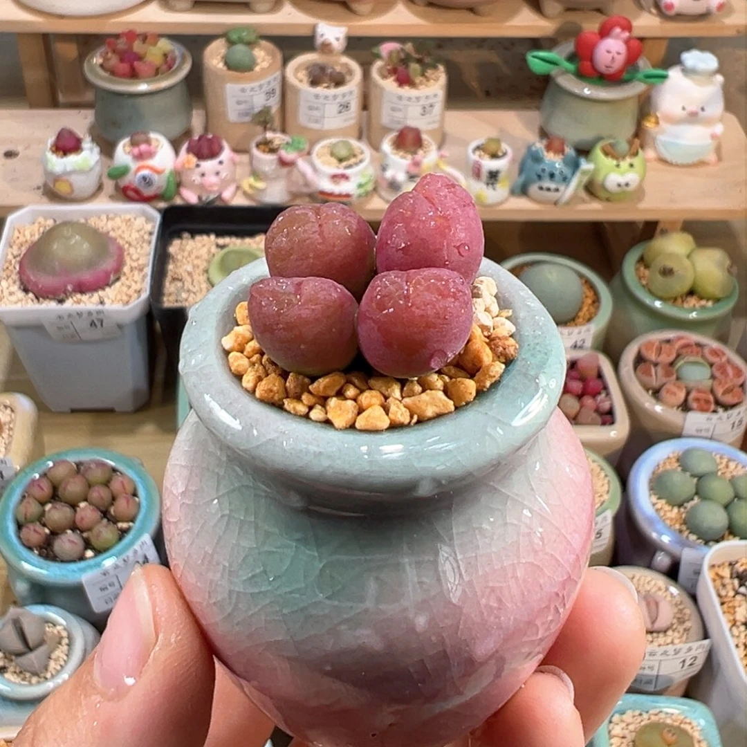 多肉植物66号毛翠滴