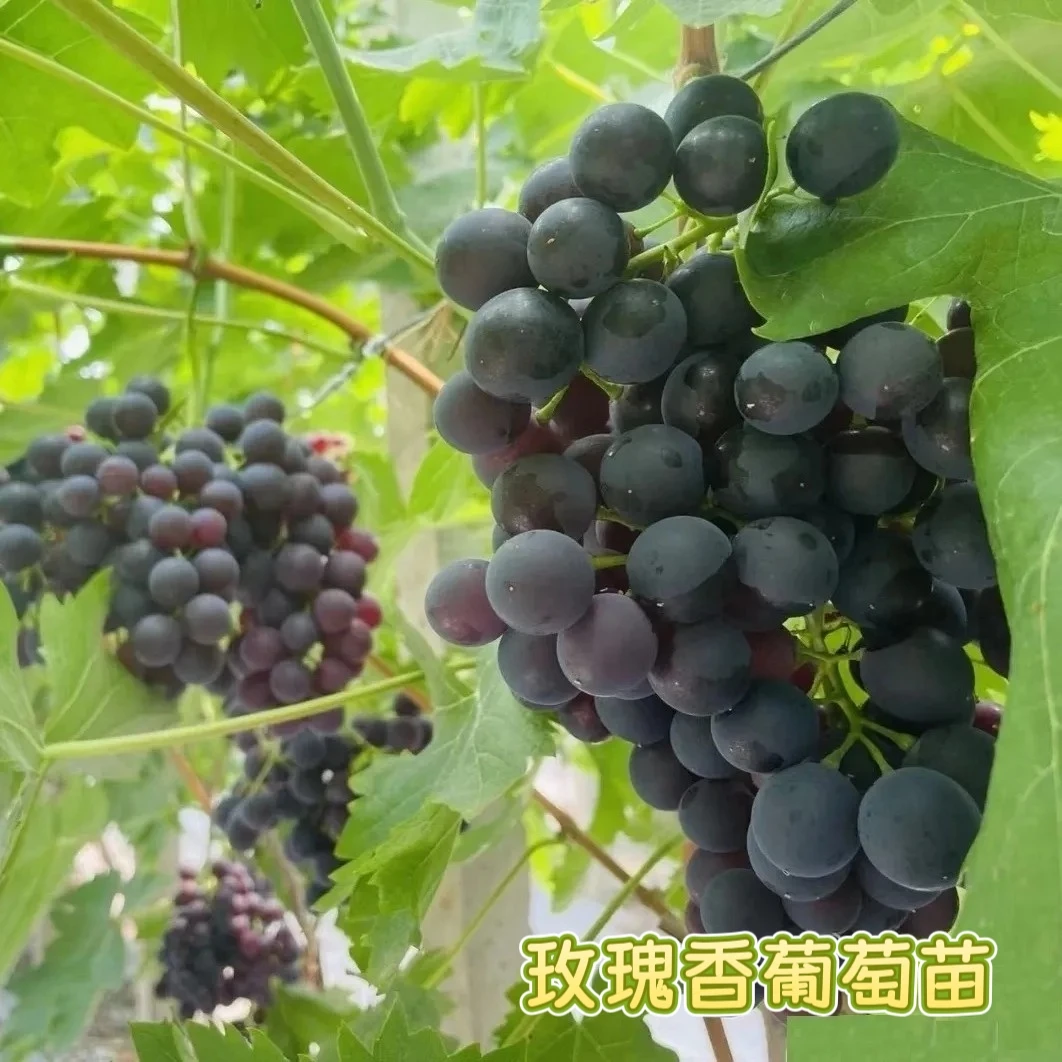 玫瑰香葡萄盆栽苗 原盆原土带叶 辽宁大连发货