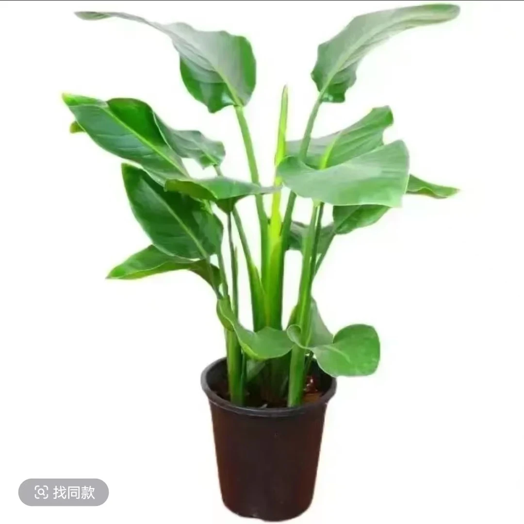网红天堂鸟大绿植大型室内绿植盆栽植物北欧客厅办公室鹤望兰绿植