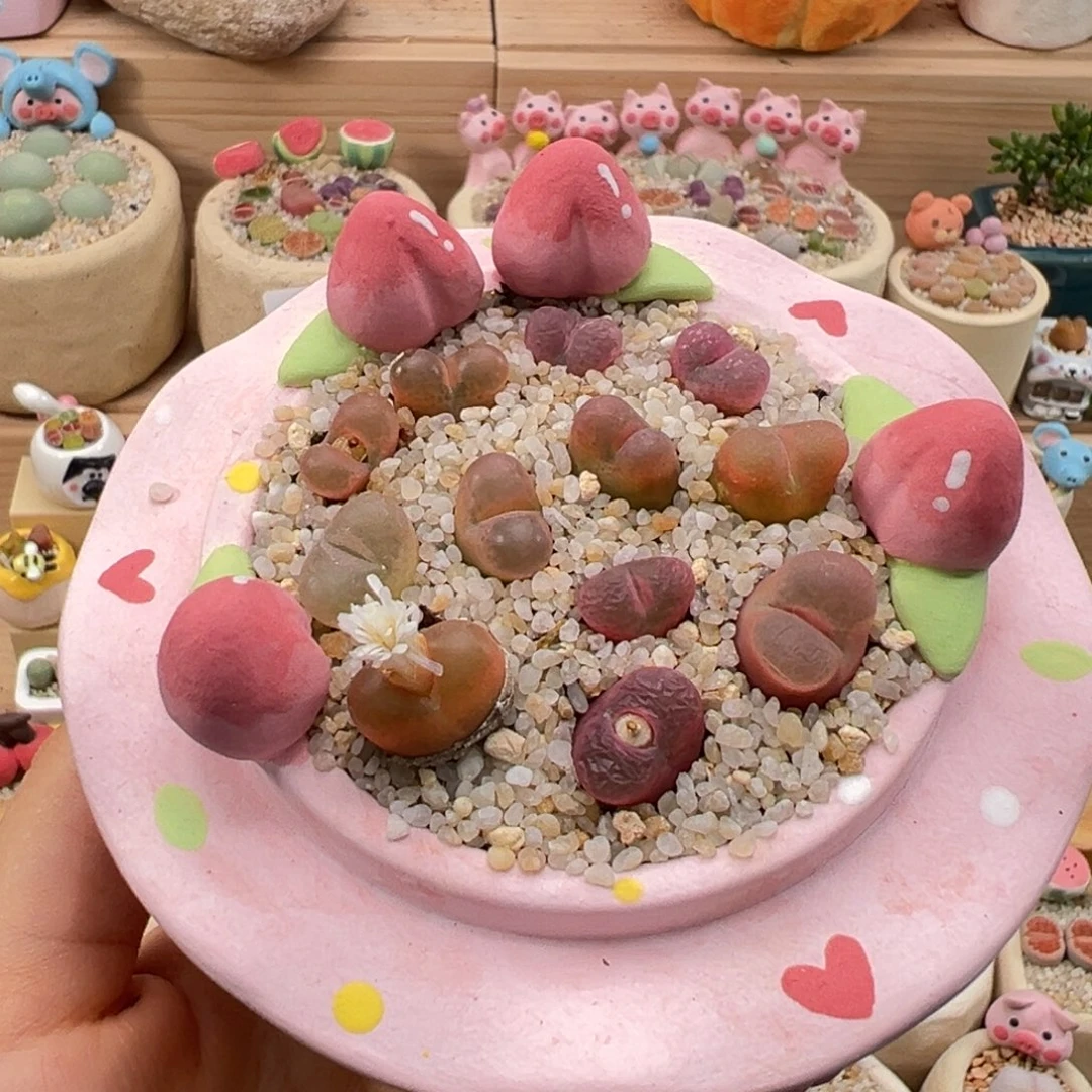 多肉植物33号粉毛