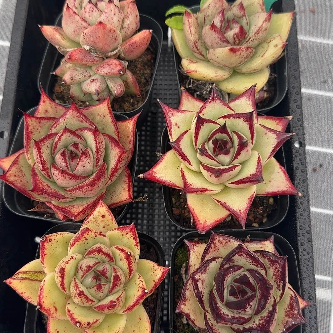 从前慢甄选多肉0119-46