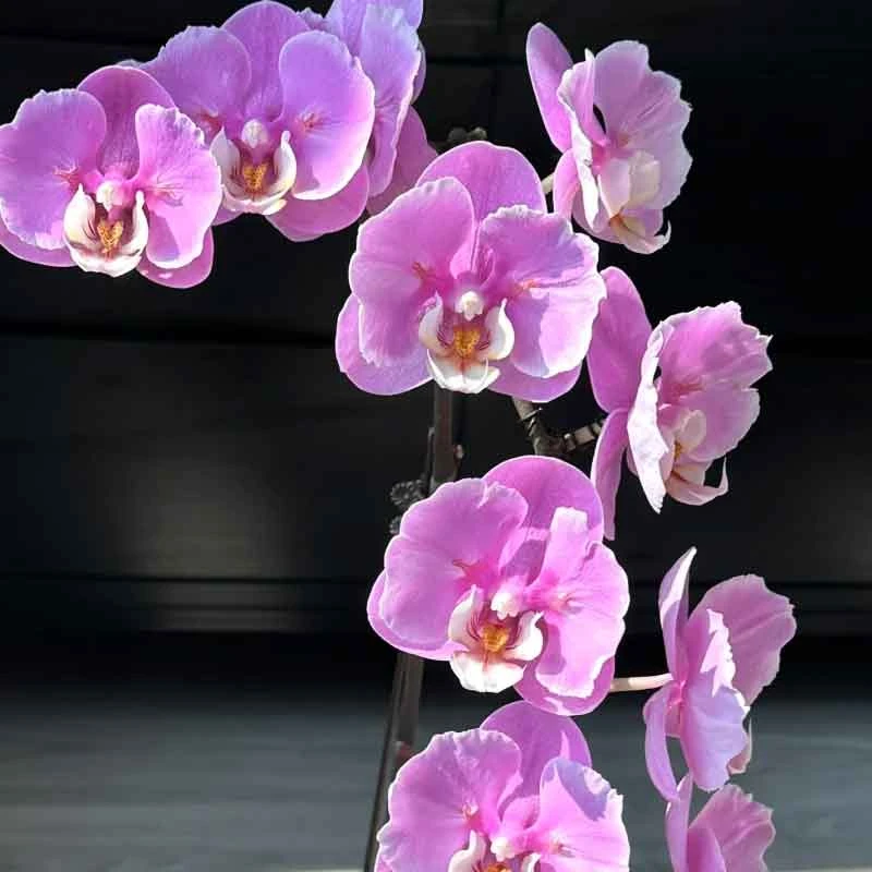 蕾丝安娜蝴蝶兰稀有品种带花剑高档花卉室内客厅3.5苗带花发