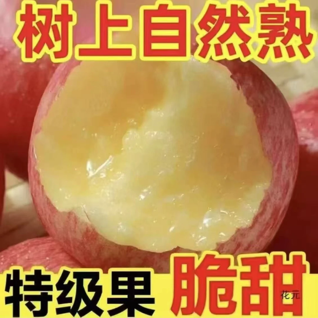 2025年山东头茬脆甜酸口早熟苹果脆甜红富士应季水果多汁