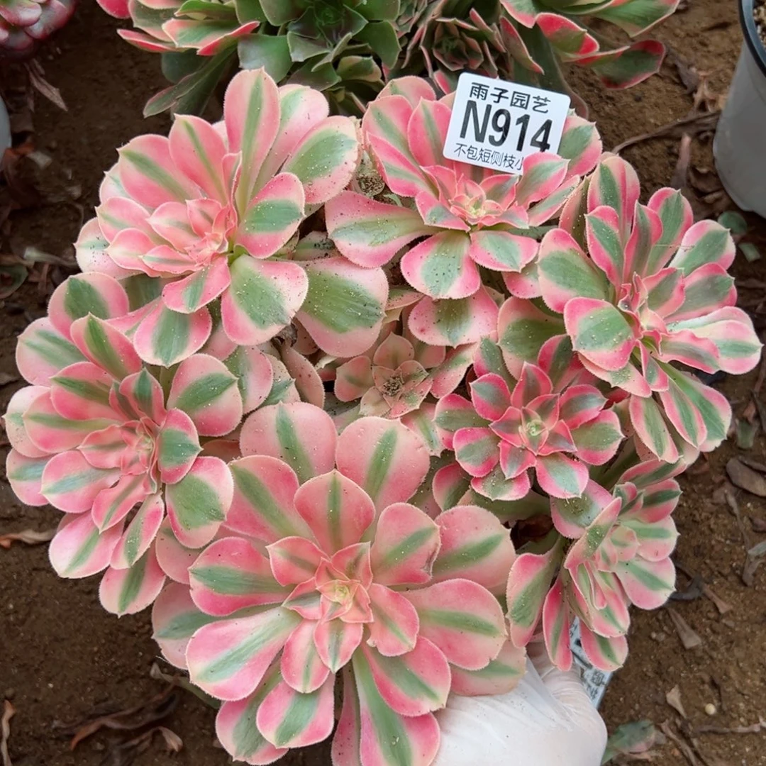 914粉女巫尺寸18左右