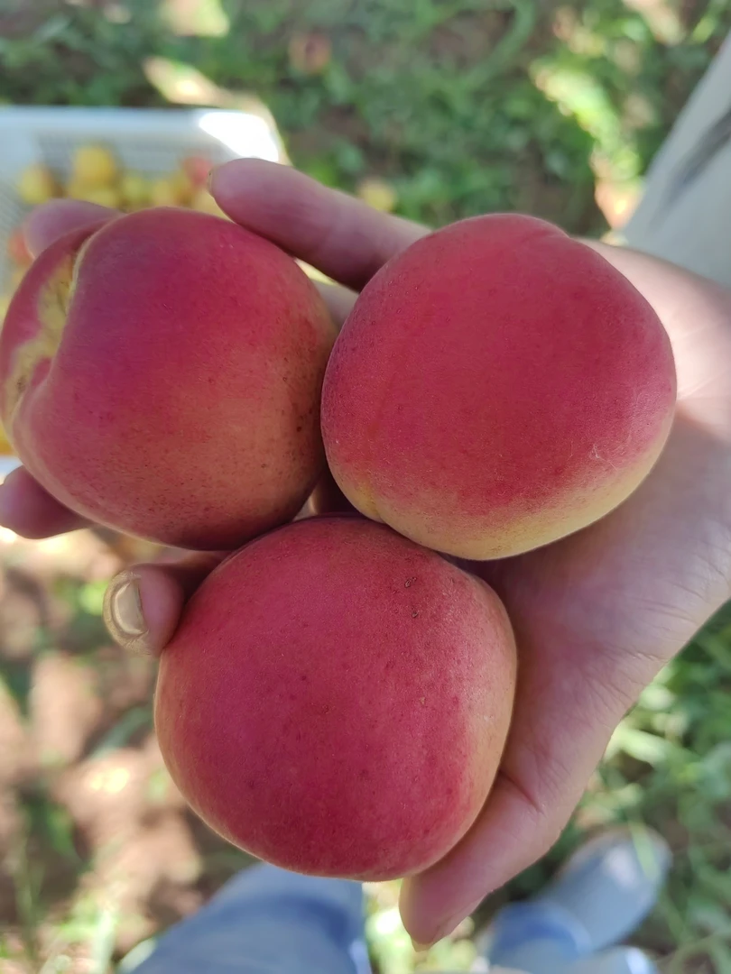 （省内链接）仰韶大杏酸甜可口肉厚多汁现采现摘新鲜水果