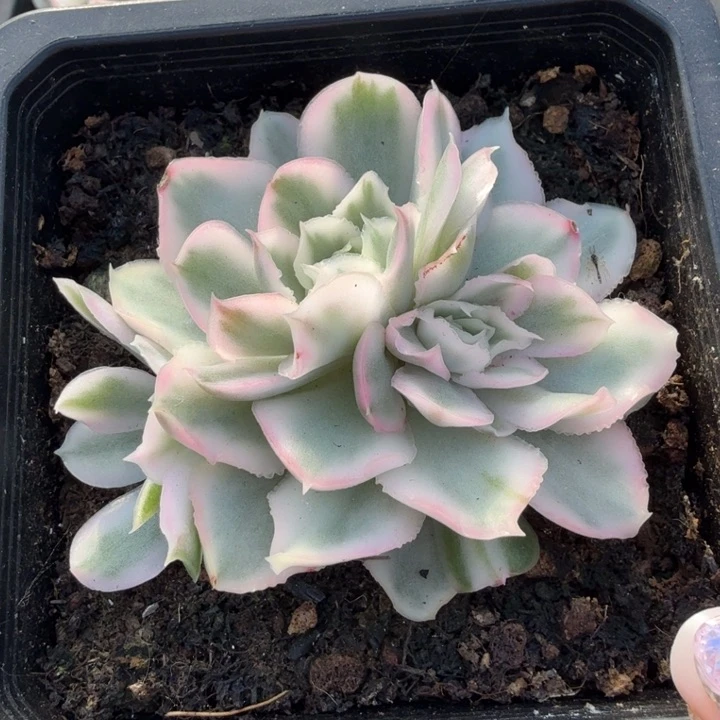 紫蝴蝶锦 腹轮锦群