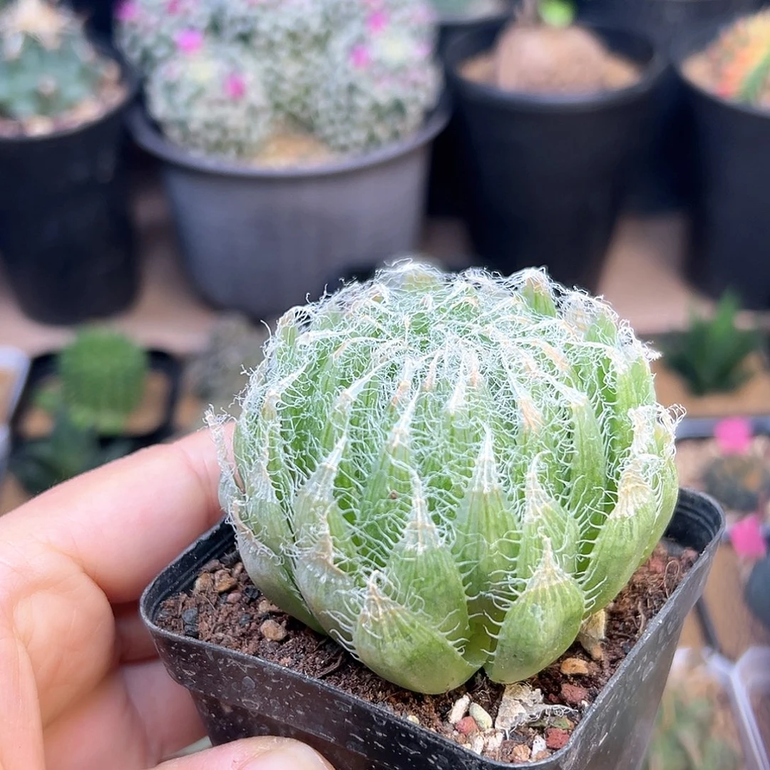 钢丝球一颗一颗一颗