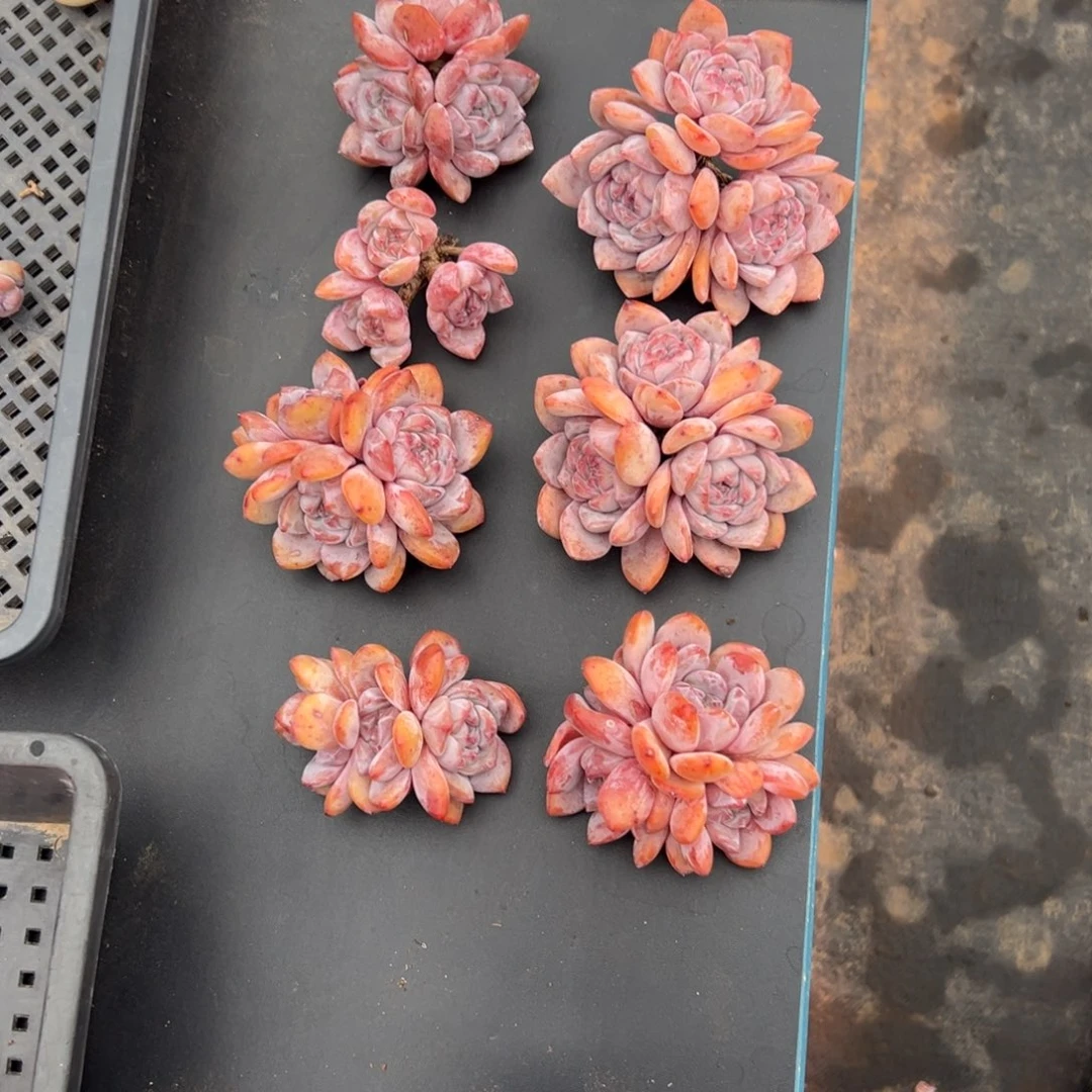 灼**华7个星影橙梦露初八发7-10厘米0000000