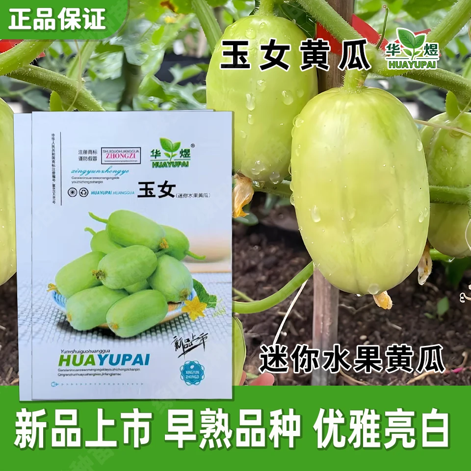 华煜玉女黄瓜种子水果黄瓜种子黄瓜种籽阳台四季盆栽春季蔬菜种子
