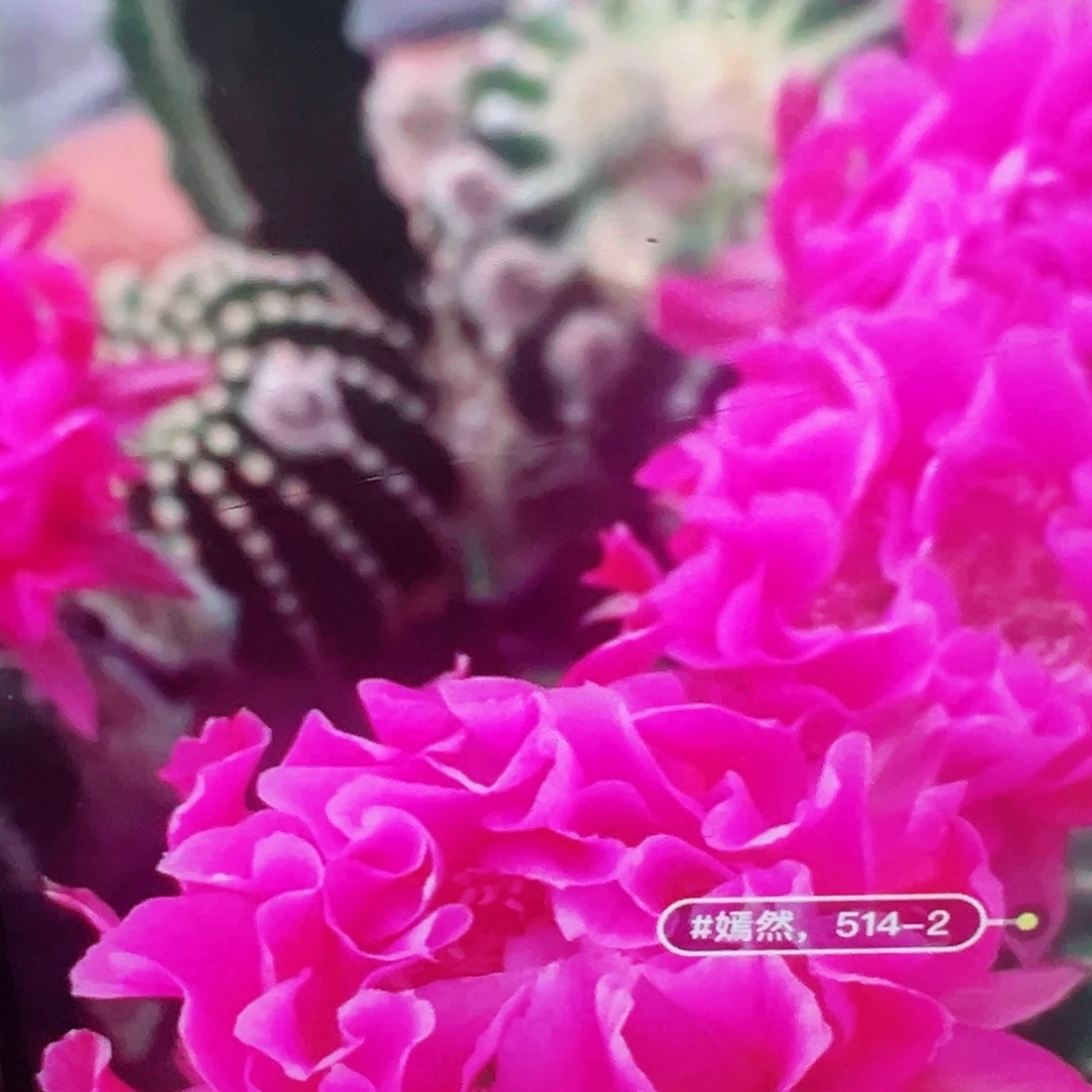 彩草嫣然  侧芽 满20包邮