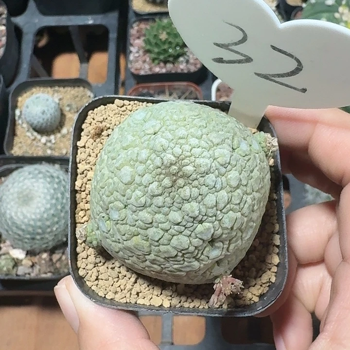 32号凝蹄玉仙人球