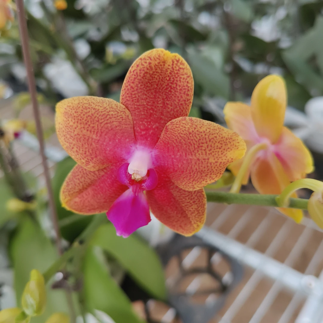 香恋博格利    精品蝴蝶兰基地直发