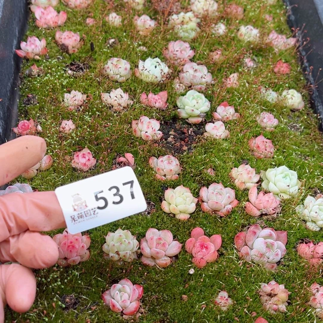 麻**啡多肉植物多肉植物