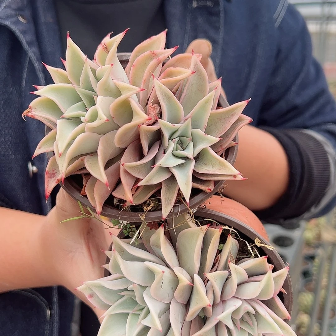 饺子皮两盆90杯多肉