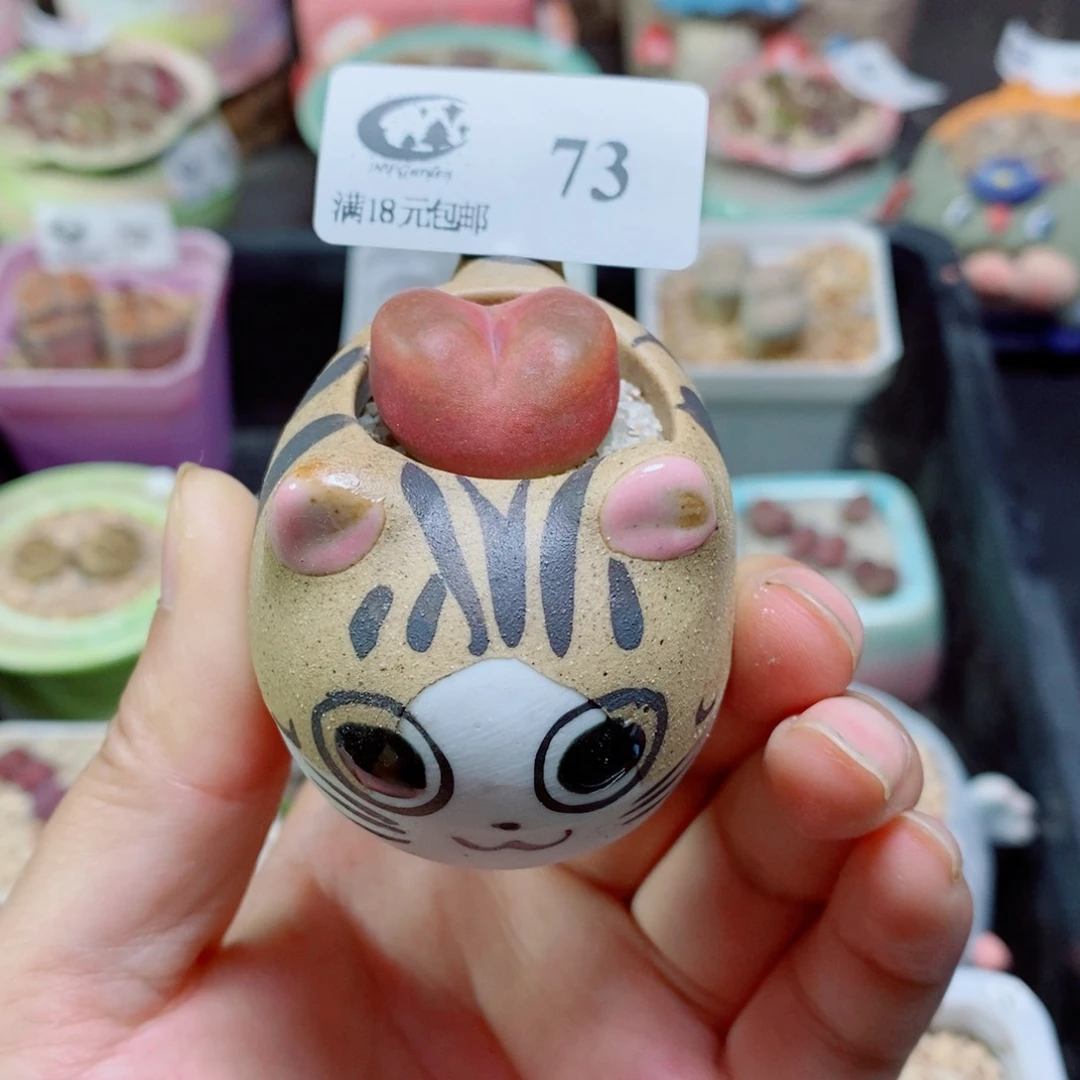 生石花花花花开了73