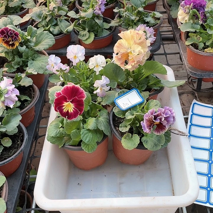 无花朵4盆角堇001