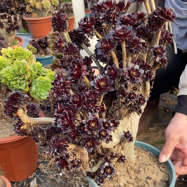 老***3520黑法师缀化老桩