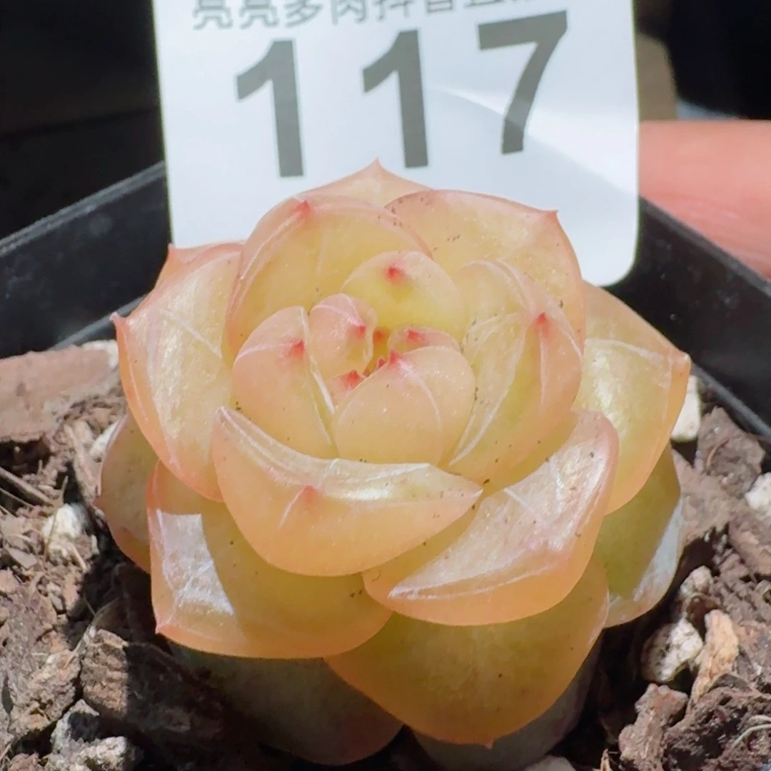 模特         精品多肉