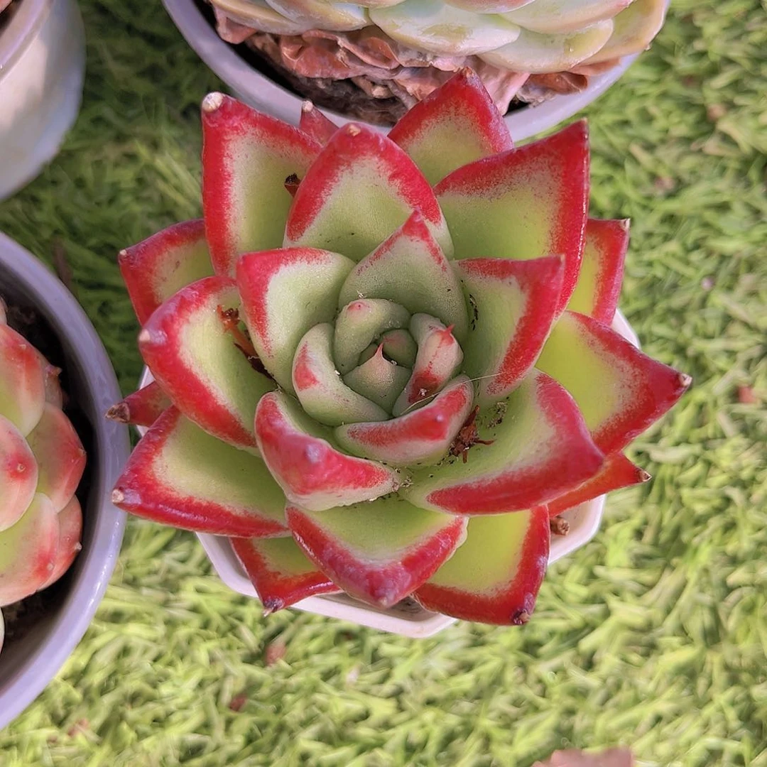 乌木88988888888888