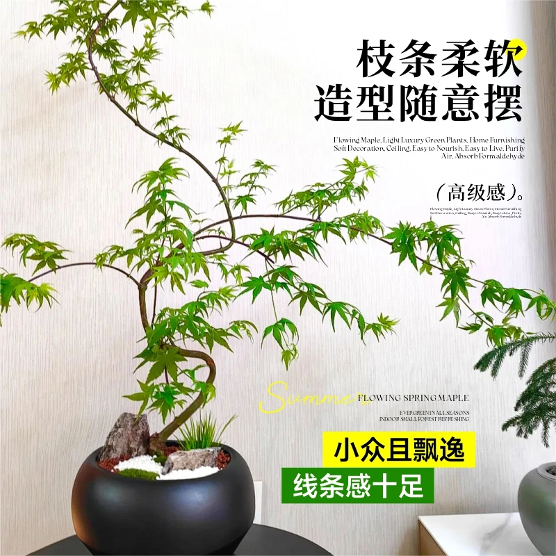 流泉枫盆栽室内绿植办公室客厅观赏植物好养活