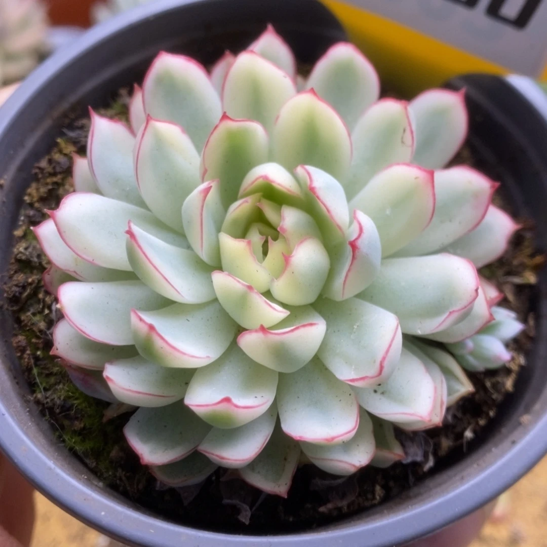 190半覆轮梦幻玫瑰锦锦锦锦锦锦