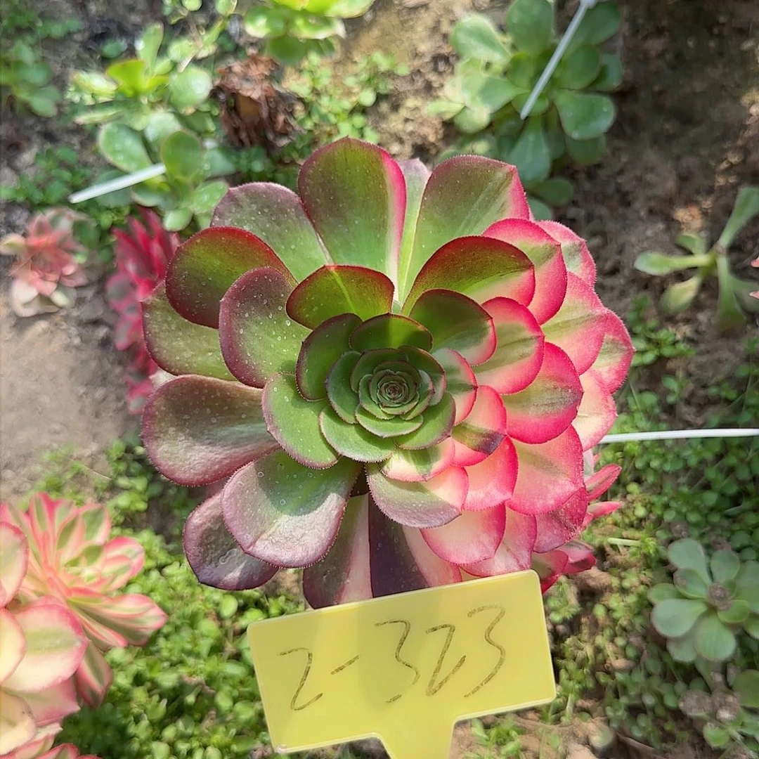 2-323---多头多肉植物倾城之恋