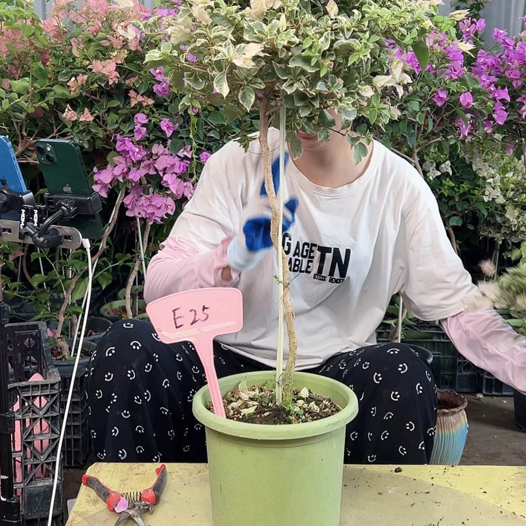 鱼***.大部分花苞少量开放E25少女心