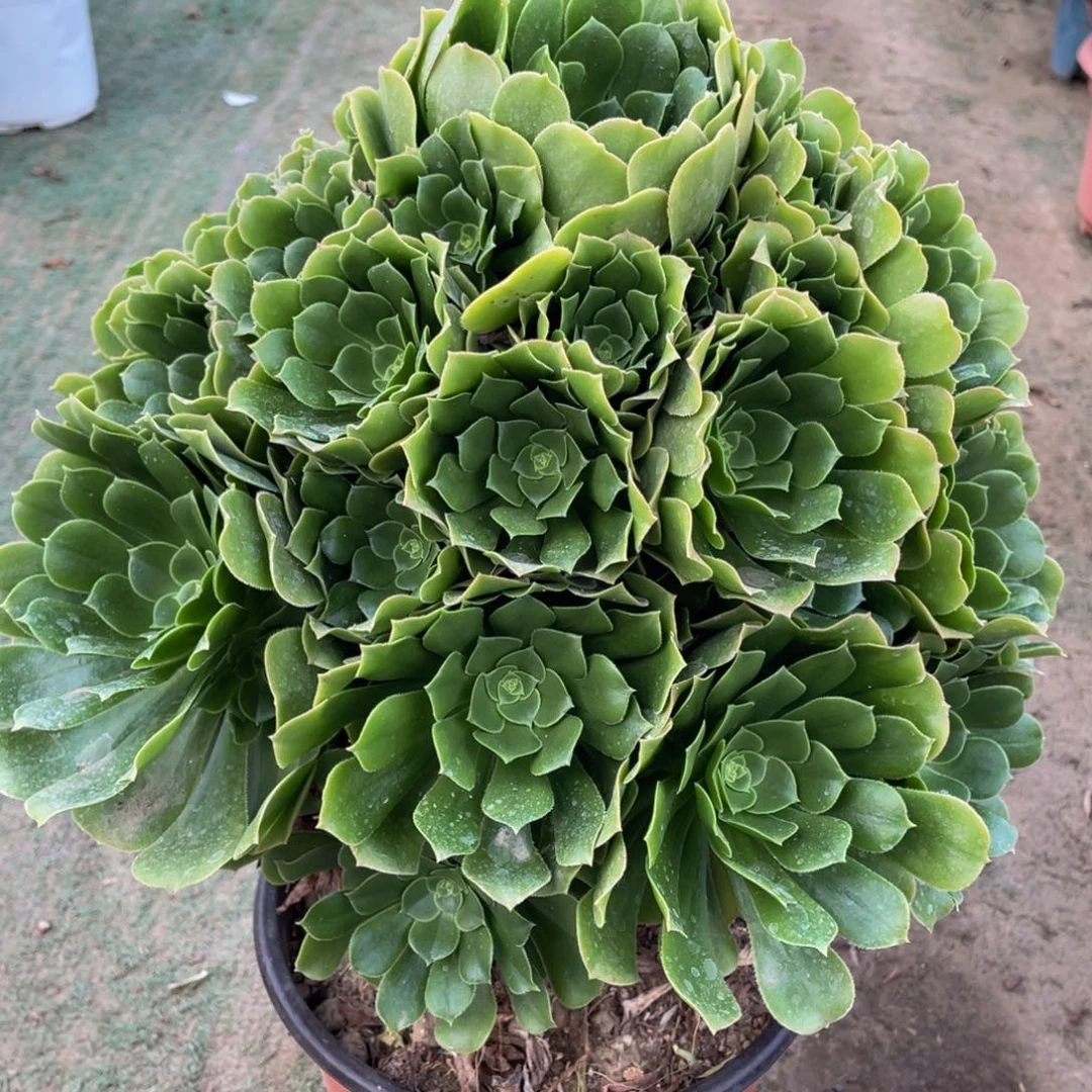 900绿玫瑰精品法师多肉