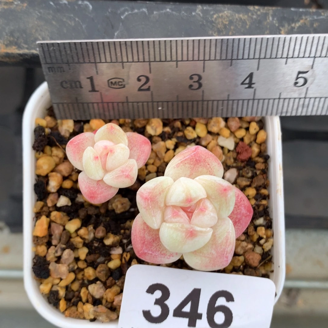 346。小腿糖心冰玉双头。