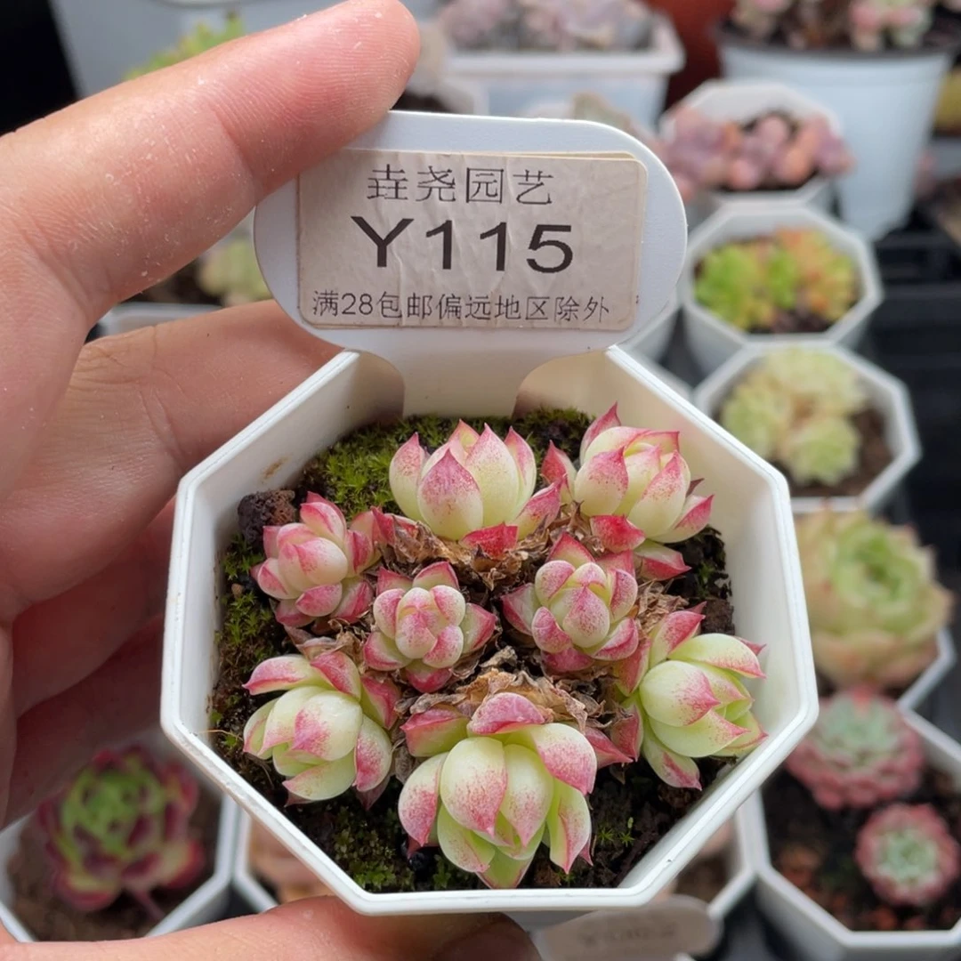 女王群0115-6厘米