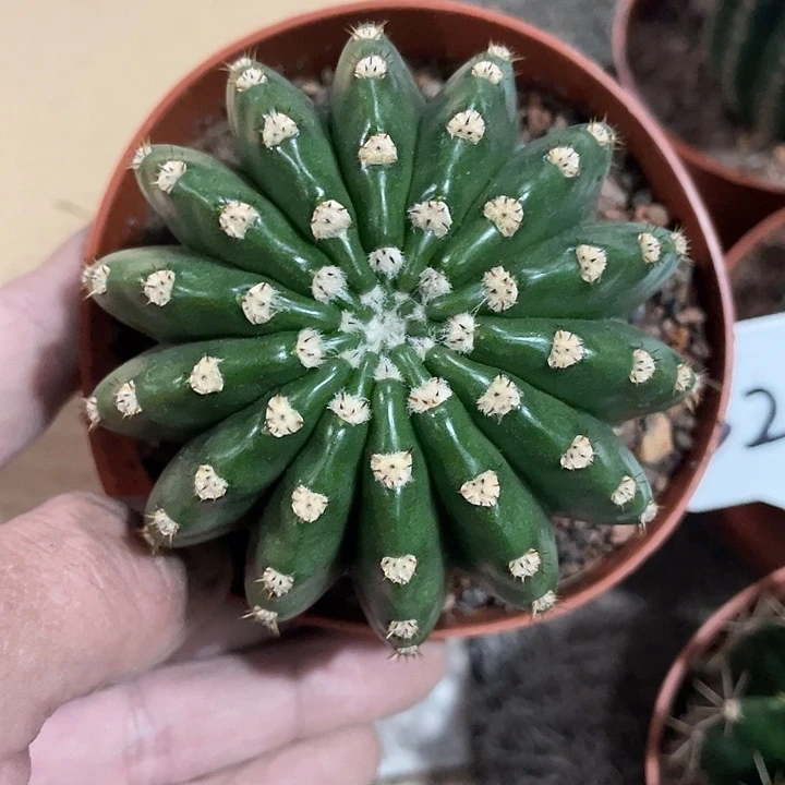 533号短刺高耸彩草