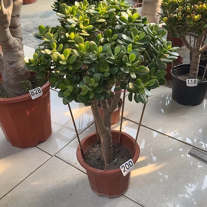 姬红花月独杆老桩