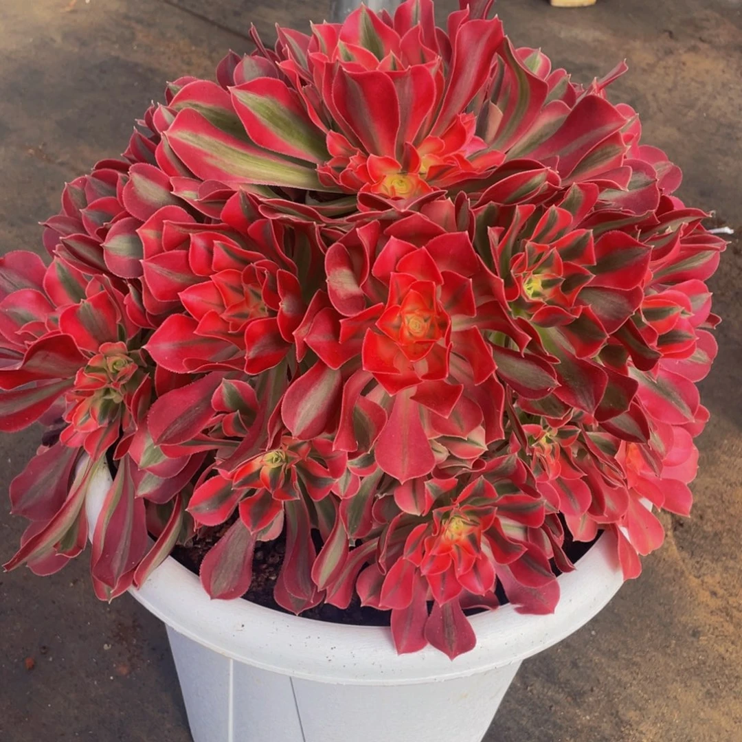 李***姐【通用】万圣节系列群生多肉植物万老桩大手捧精品多肉