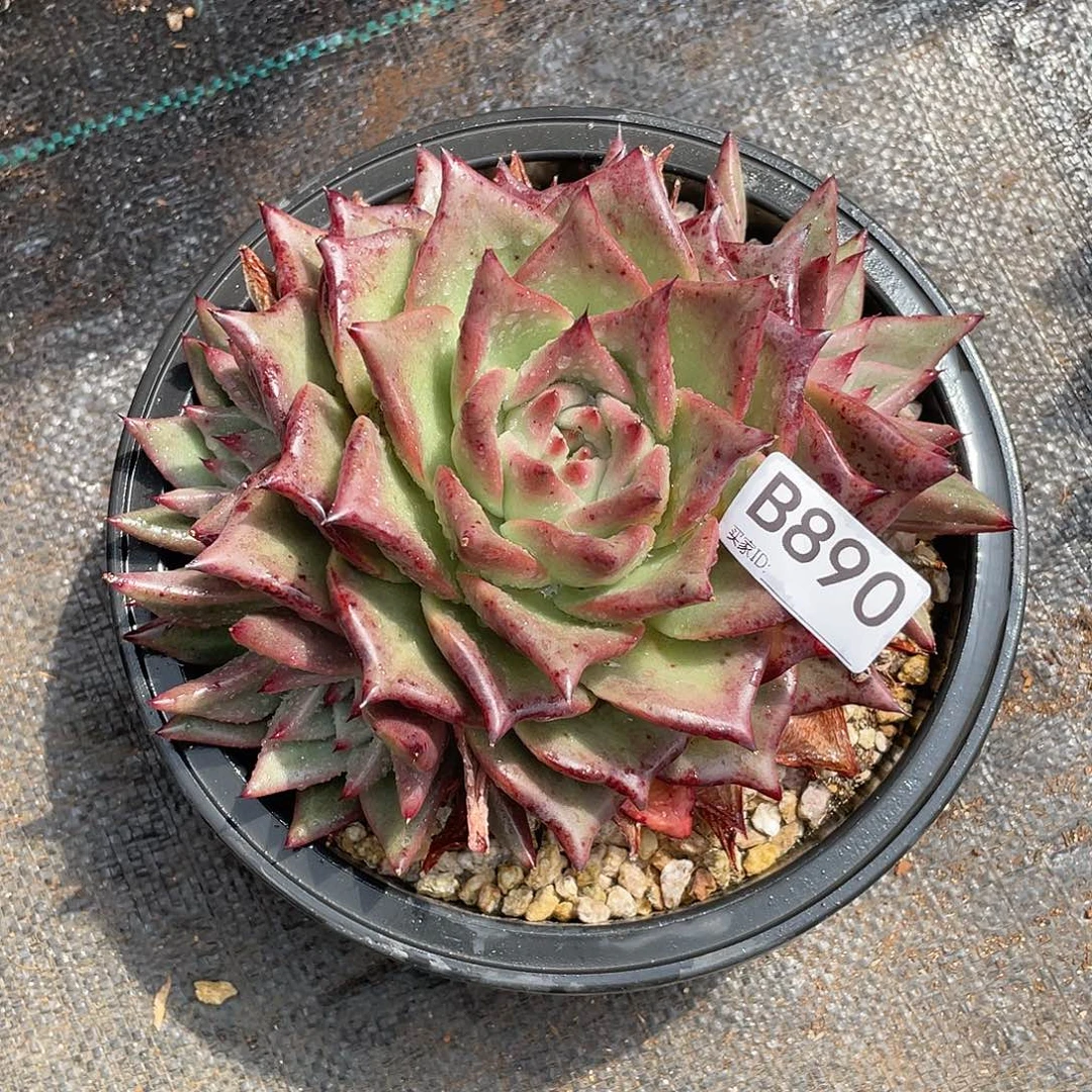 若如东云单拍B890