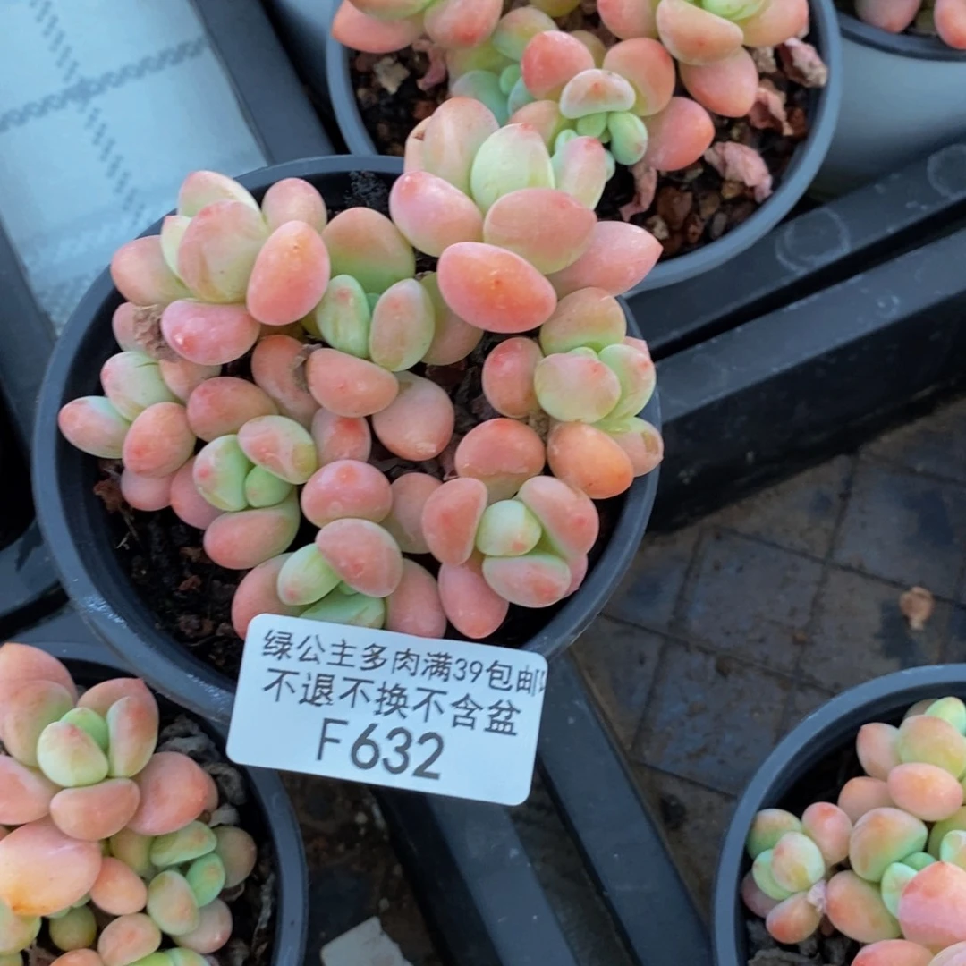 632橘子香水多肉7c m