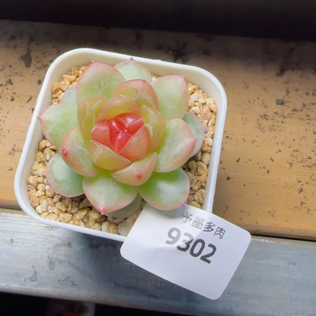 追月，9302多肉植物